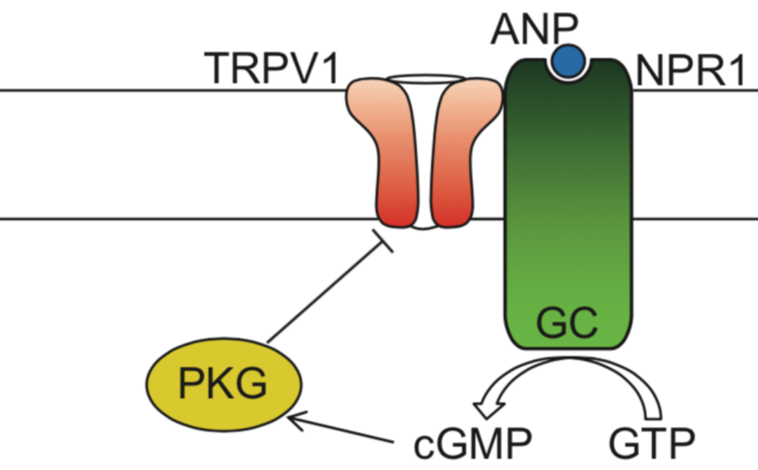 Schematic model of TRPV1 interacting with NPR1: ANP activates NPR1's guanylyl cyclase (GC) to produce cGMP from GTP, which activates PKG; PKG phosphorylates TRPV1 and inhibits its gating.
